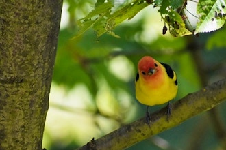 Bird Talk: Gardening for Birds